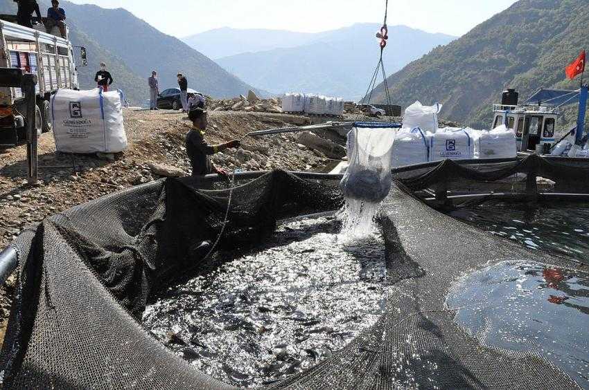 Baraj G&ouml;llerinde Balık Hasadı Başladı