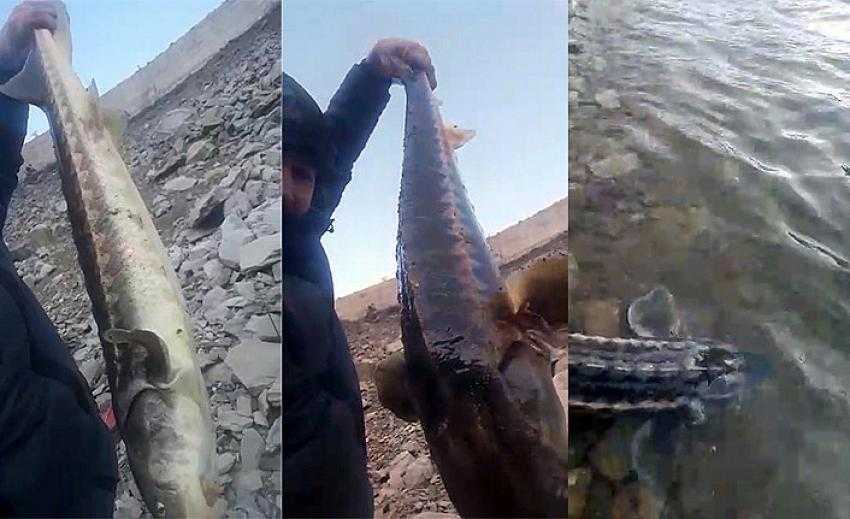200 milyon yıldır var olan Mersin Balığı G&uuml;m&uuml;şhane&rsquo;de g&ouml;r&uuml;ld&uuml;