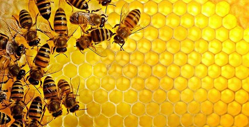 OXFORD: BAL, &Ouml;KS&Uuml;R&Uuml;ĞE VE SOĞUK ALGINLIĞINA ANTİBİYOTİKTEN DAHA ETKİLİ