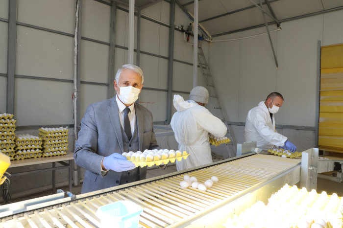 Başkan Nas'ın  İlçeye kazandırdığı yumurta üretim tesisi hizmete girdi