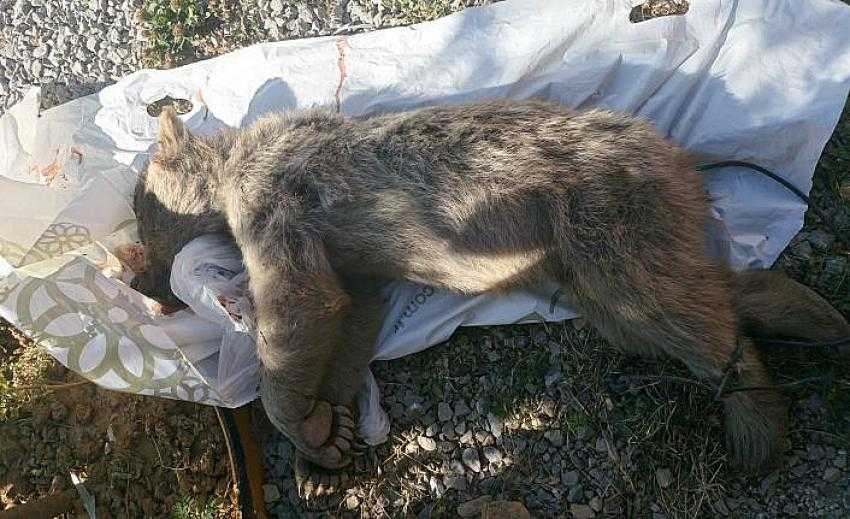 Ayıyı &ouml;ld&uuml;ren şahsa 17 bin 455 lira para cezası kesildi