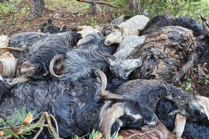 Ke&ccedil;i s&uuml;r&uuml;s&uuml;n&uuml;n &uuml;zerine yıldırım d&uuml;şt&uuml;: 43 ke&ccedil;i telef oldu